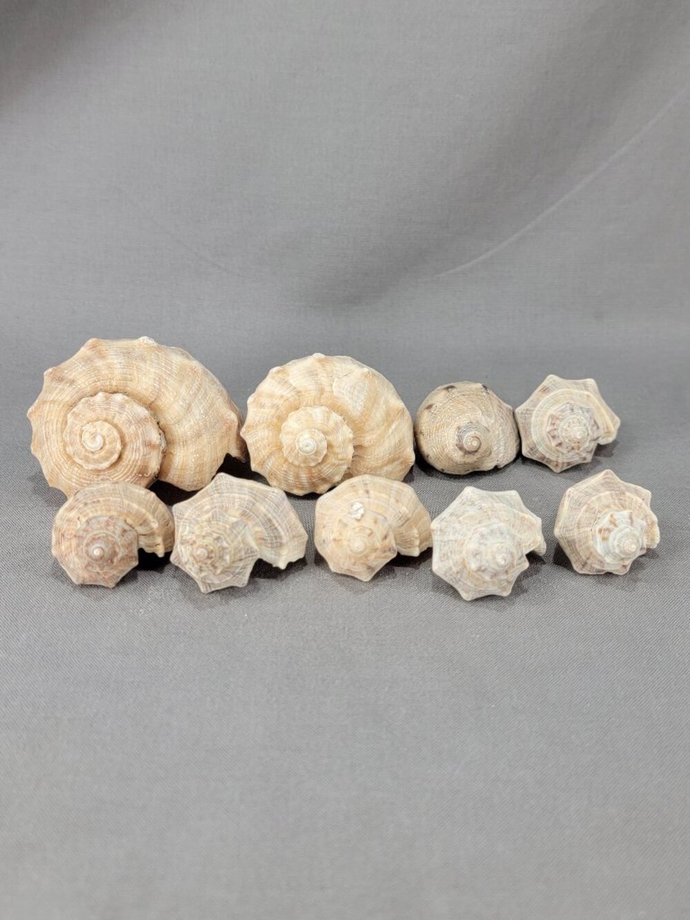 Whelk Conch Shell Seashell Mixed Lot of 9 Nautical Beach Ocean Decor Crafts